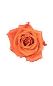 Orange Crush Rose in topdown view, premium Ecuadorian rose for export by Royal Flowers