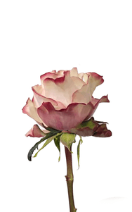 Country Candy Rose second stage of bloom, premium Ecuadorian rose for export by Royal Flowers