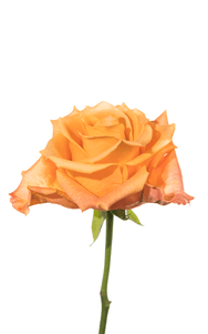 Tropic Crush Rose third stage of bloom, premium Ecuadorian rose for export by Royal Flowers