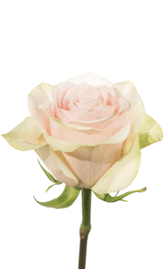 Frutteto Rose third stage of bloom, premium Ecuadorian rose for export by Royal Flowers