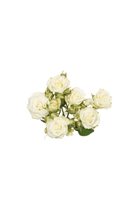 Snow Flake Spray Rose in topdown view, premium Ecuadorian rose for export by Royal Flowers
