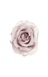 Silvery Light Rose in topdown view, premium Ecuadorian rose for export by Royal Flowers