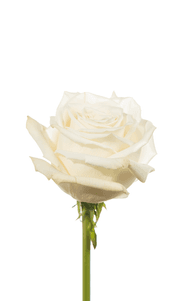 Playa Blanca Rose second stage of bloom, premium Ecuadorian rose for export by Royal Flowers