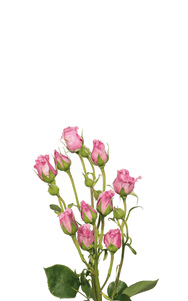 Blue Moon Spray Rose first stage of bloom, premium Ecuadorian rose for export by Royal Flowers