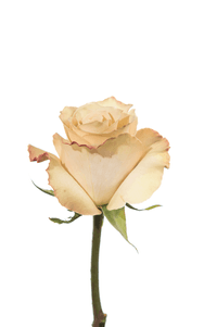 Quicksand Rose second stage of bloom, premium Ecuadorian rose for export by Royal Flowers