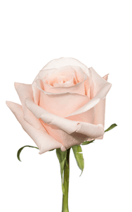 Madonna Rose third stage of bloom, premium Ecuadorian rose for export by Royal Flowers