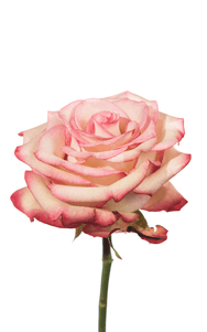Paloma Rose third stage of bloom, premium Ecuadorian rose for export by Royal Flowers