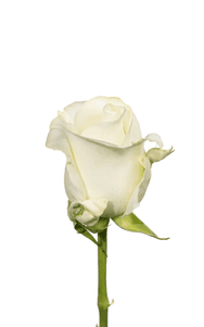 Proud Rose first stage of bloom, premium Ecuadorian rose for export by Royal Flowers