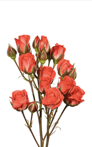 Coral Duchess Spray Rose first stage of bloom, premium Ecuadorian rose for export by Royal Flowers
