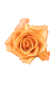 Tropic Crush Rose in topdown view, premium Ecuadorian rose for export by Royal Flowers