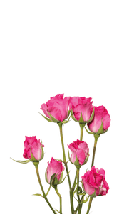 Supernova Spray Rose first stage of bloom, premium Ecuadorian rose for export by Royal Flowers