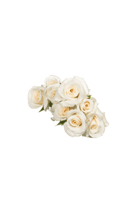 White Majolica Spray Rose in topdown view, premium Ecuadorian rose for export by Royal Flowers