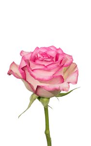 Sweet Unique Rose third stage of bloom, premium Ecuadorian rose for export by Royal Flowers