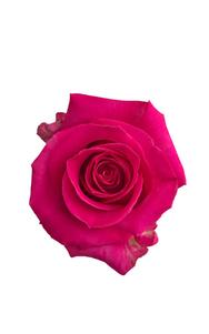 Topaz Rose in topdown view, premium Ecuadorian rose for export by Royal Flowers