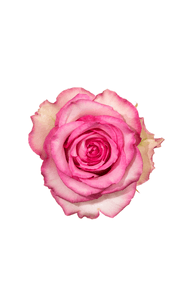 Sweet Unique Rose in topdown view, premium Ecuadorian rose for export by Royal Flowers