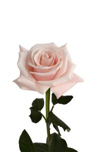 Madonna Rose third stage of bloom, premium Ecuadorian rose for export by Royal Flowers