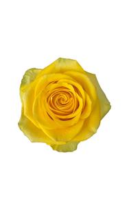 Brighton Rose in topdown view, premium Ecuadorian rose for export by Royal Flowers